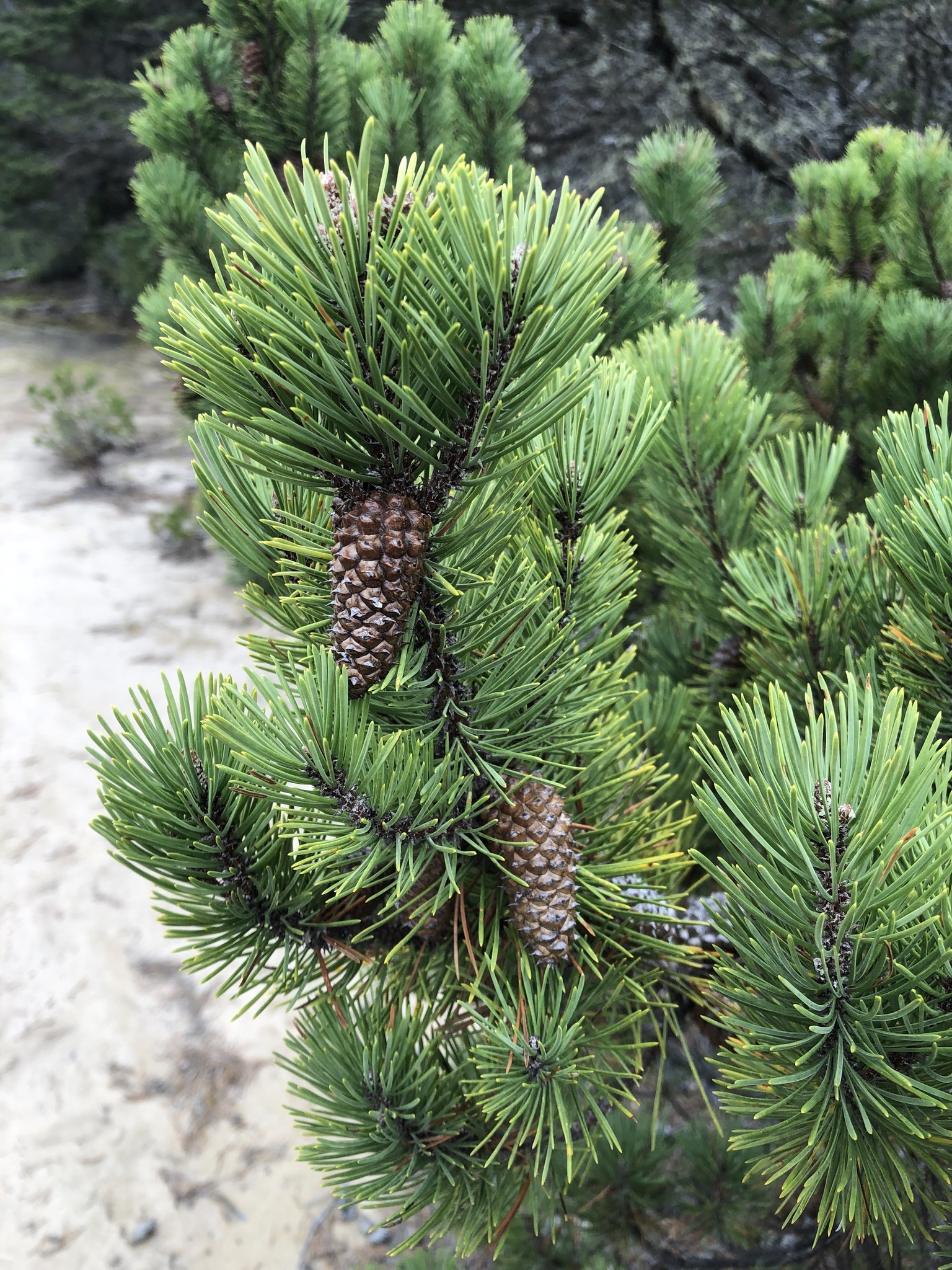 Pinus contorta var. bolanderi