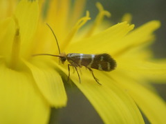 Micropterix cypriensis