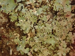 Austroparmelina conlabrosa