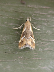 Glaucocharis interrupta