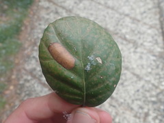 Phyllonorycter troodi