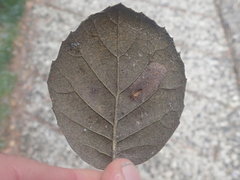 Phyllonorycter troodi