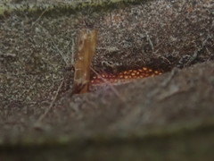 Phyllonorycter troodi