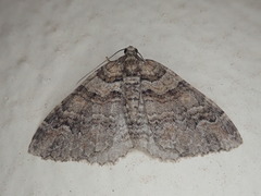 Catarhoe hortulanaria