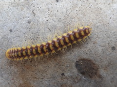 Melaphe cypria
