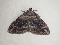 Catarhoe hortulanaria