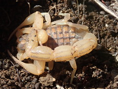 Aegaeobuthus cyprius