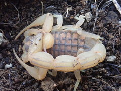 Aegaeobuthus cyprius