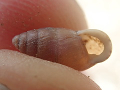 Euchondrus parreyssi