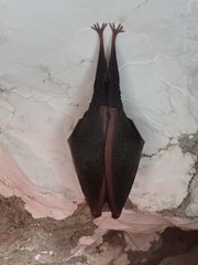 Rhinolophus hipposideros