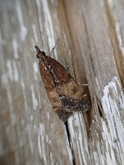 Eudonia asterisca