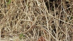 Takydromus formosanus