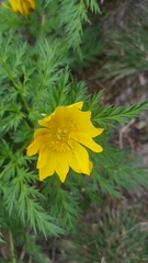 Adonis amurensis