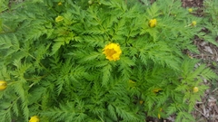 Adonis amurensis