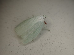 Nymphostola galactina