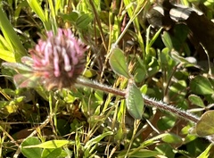 Trifolium hirtum