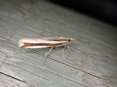 Orocrambus apicellus
