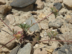 Ipomopsis polycladon