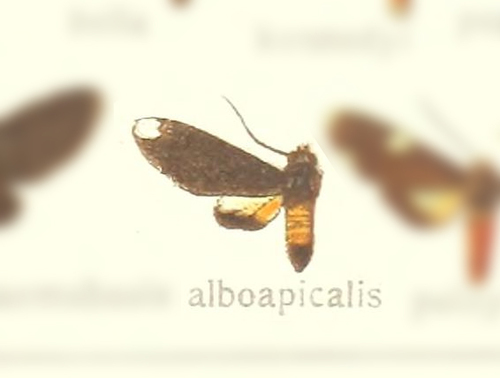 Paranerita alboapicalis
