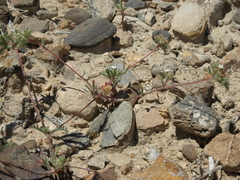 Ipomopsis polycladon