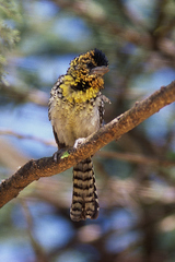 Trachyphonus darnaudii