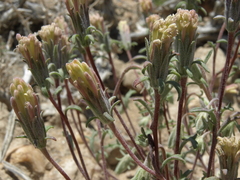 Chaenactis macrantha