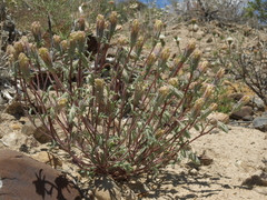 Chaenactis macrantha