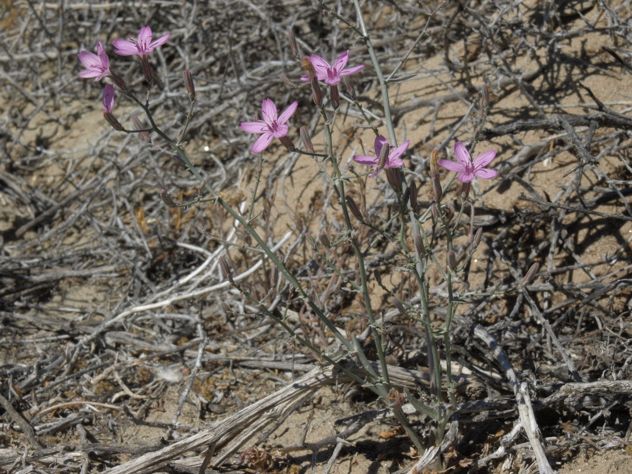 Stephanomeria exigua ssp. coronaria