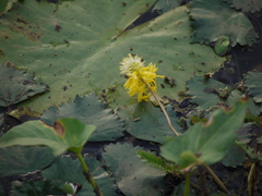 Neptunia oleracea
