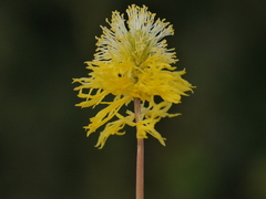 Neptunia oleracea