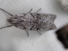 Physetica