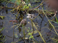Neptunia oleracea