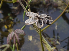 Neptunia oleracea