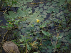 Neptunia oleracea