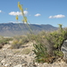 Panamint Prince's Plume - Photo (c) Jim Morefield, some rights reserved (CC BY), uploaded by Jim Morefield