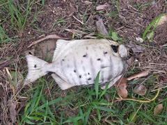 Selenotoca multifasciata