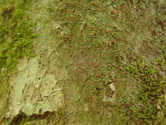 Phyllopsora malcolmii