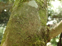 Phyllopsora malcolmii