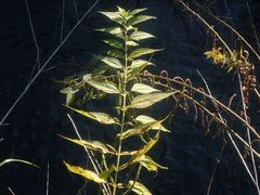 Boehmeria sieboldiana