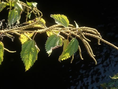 Boehmeria sieboldiana observed 2021-10-30
