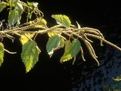 Boehmeria sieboldiana