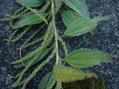 Boehmeria sieboldiana