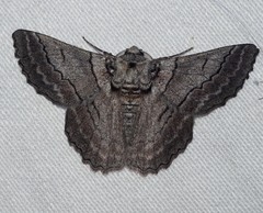 Hypobapta tachyhalotaria