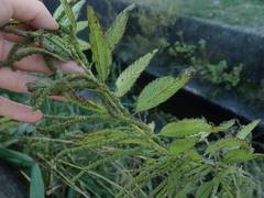 Boehmeria sieboldiana