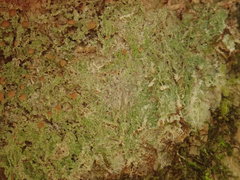 Phyllopsora malcolmii