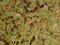 Phyllopsora malcolmii