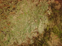 Phyllopsora malcolmii