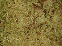 Phyllopsora malcolmii