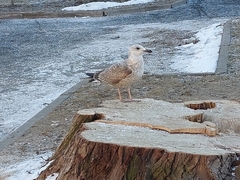Larus argentatus