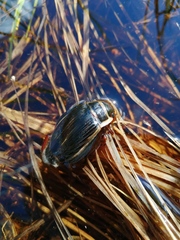 Dytiscus latissimus